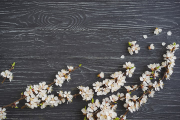 Obraz premium Apricot blossom on dark gray or black wooden background. Sign of spring, nature awakening.