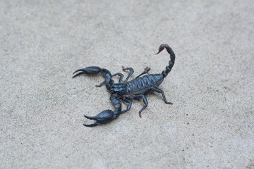 Asian black scorpion concrete floor background