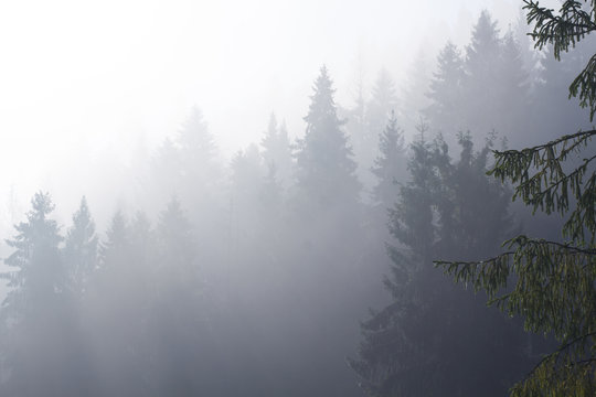 Fototapeta at morning dawn mist over forest in mountains