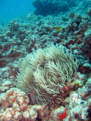 Naklejka na ściany i meble underwater anemone