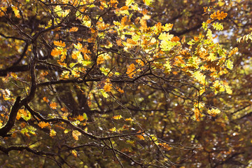 solar colored oak leaves on a branch in the forest beautiful autumn background