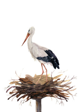 Watercolor white stork in the nest. Hand painted ciconia bird illustration isolated on white background. For design, prints or background