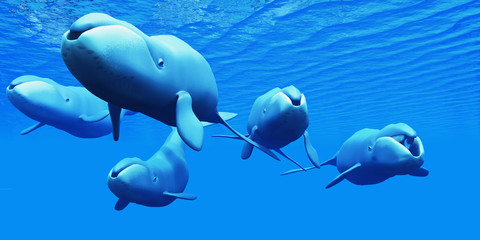 Fototapeta premium Bowhead Whale Pod - Bowhead Whale wykorzystuje włókna fiszbinowe w pysku, aby odcedzić wodę morską od ofiar i żyć w strąkach kilku wielorybów.