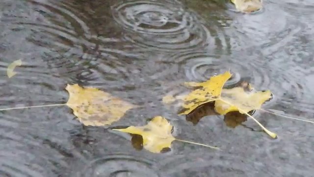 pluie