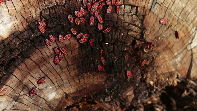 The firebug or Pyrrhocoris apterus