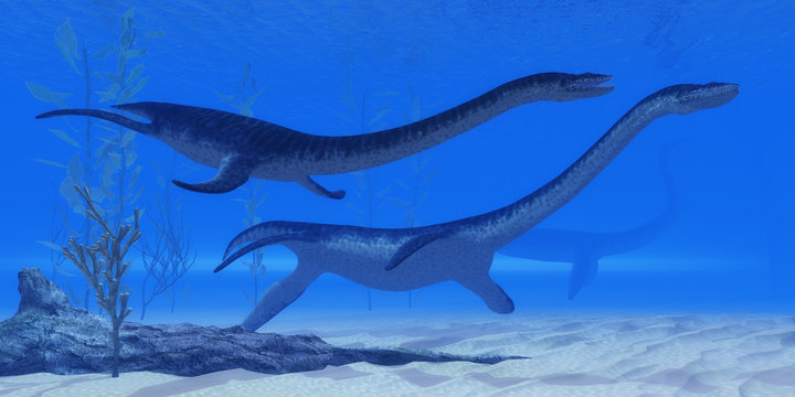 Plesiosaurus Jurassic Reptiles - Plesiosaurus marine reptile dinosaurs swim together in Jurassic Seas to find their next prey.