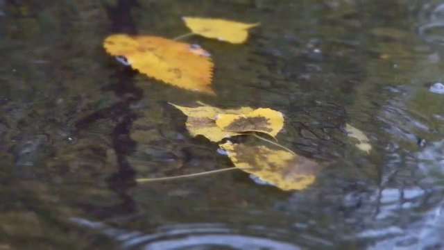 pluie