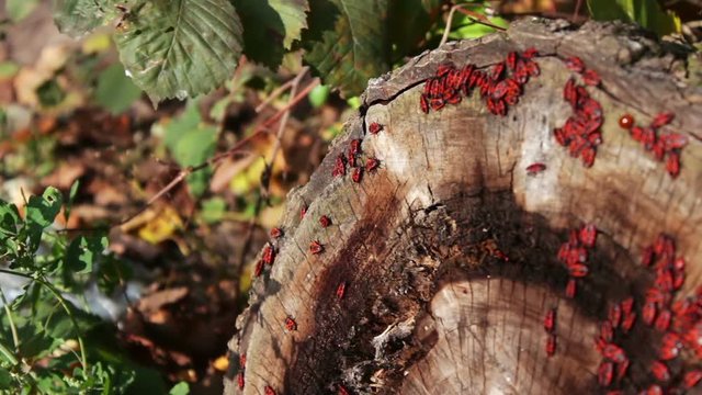 The firebug or Pyrrhocoris apterus