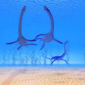Plesiosaurus Reptiles Undersea - Plesiosaurus marine reptile dinosaurs swim together in Jurassic Seas to find their next prey.