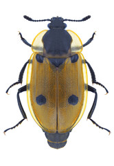 Beetle Dendroxena quadripunctata on a white background