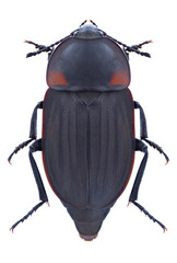 Beetle Silpha carinata on a white background