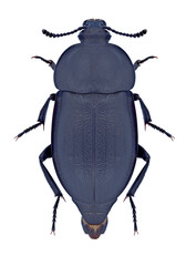 Beetle Silpha obscura on a white background