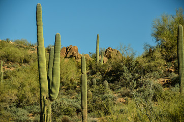 Cactus