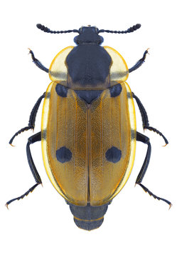 Beetle Dendroxena quadripunctata on a white background