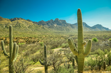Obrazy na Szkle  Kaktus