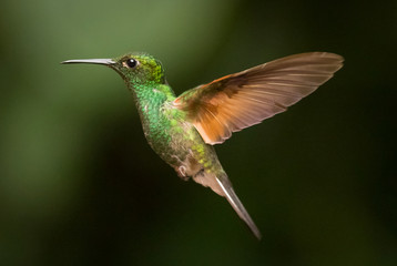 Fototapeta na wymiar humming bird