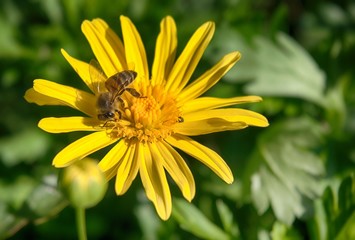 Bee on daisy flower 