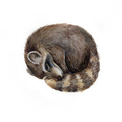 Watercolor cute sleeping raccoon isolated on white. Animalillustration