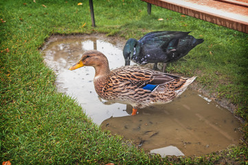  pato, pato salvaje,
