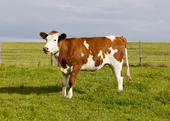 Fototapeta na wymiar Cow in the Alps
