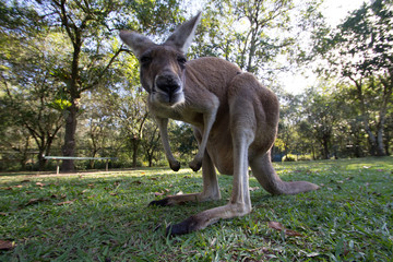 Kangaroo