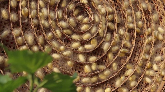 Cocoon is nested by silkworm for clothes produce