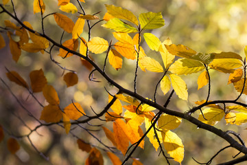 Crimean october beech branch with red leaves natural autumn back