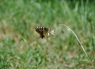 butterfly on flower