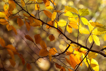 Crimean october beech tree branch with colorful autumn leaves natural background