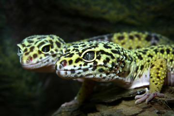 leopard geko