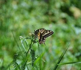 butterfly on flower