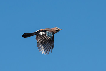 Jay, Garrulus glandarius
