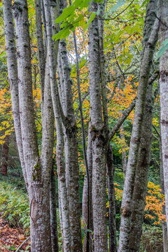 Birch Trees Closeup