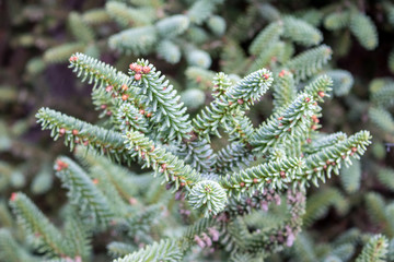 Closeup of a Christmas tree branches