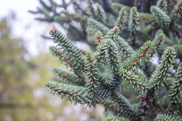 Closeup of a Christmas tree branches