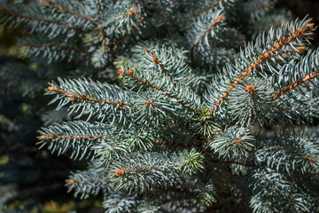 Naklejka na ściany i meble Closeup of a Christmas tree branches
