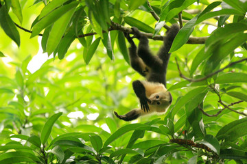 monkey Costa Rica