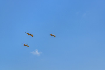 Birds Flying at Blue Sky Santa Elena Ecuador