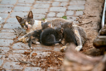 homeless cat with kittens