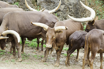 Animals watusi family