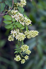 Tiny and amazing flower recorded in remaining of rainforest
