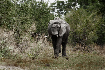 safari in bostwana