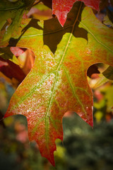 Fototapeta premium Herbstblätter