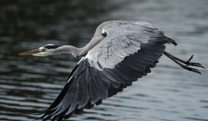 Grey Heron, Ardea cinerea