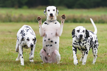 Naklejka na ściany i meble Funny Dalmatian dog sitting outdoors between others Dalmatians and showing its paws