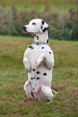 Obedient Dalmatian dog sitting up on its hind legs outdoors in a green field