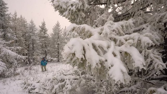 Christmas Travel Woman on Snow-Covered Coniferous Forest
