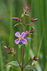 Tiny and amazing flower recorded in remaining of rainforest
