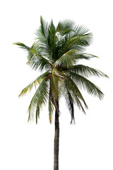 Fototapeta na wymiar palm tree of coconut isolated on white background