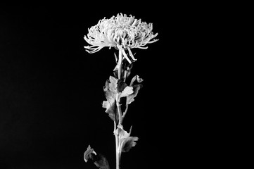 Green Spider Mum - Chrysanthemum indicum #2